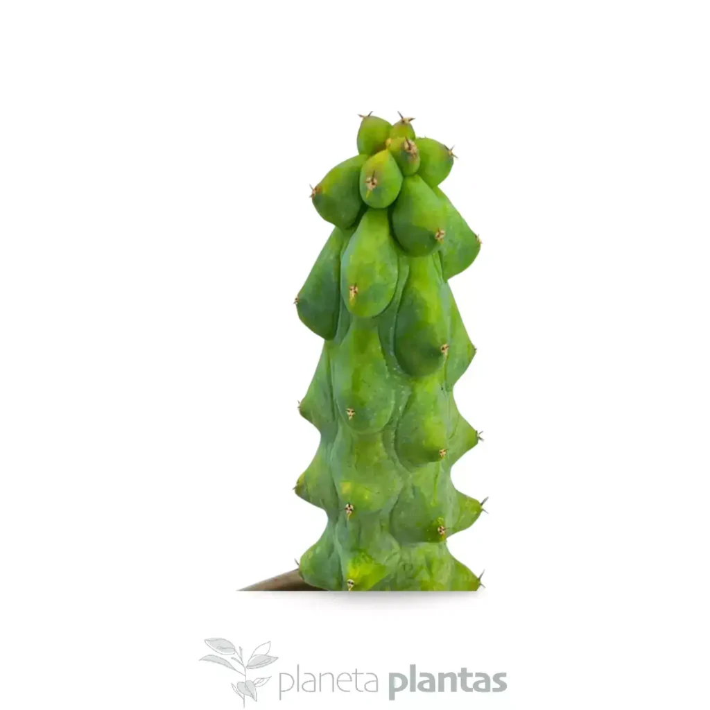 Myrtilocactus Geometrizans Fukurokuriuzimboku 01 - Suculentas y Cactus directos del Productor