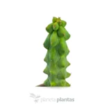 Myrtilocactus Geometrizans Fukurokuriuzimboku - Imagen 2