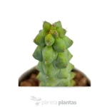 Myrtilocactus Geometrizans Fukurokuriuzimboku - Imagen 3