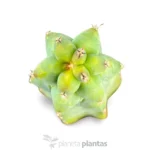 Myrtilocactus Geometrizans Fukurokuriuzimboku - Imagen 4