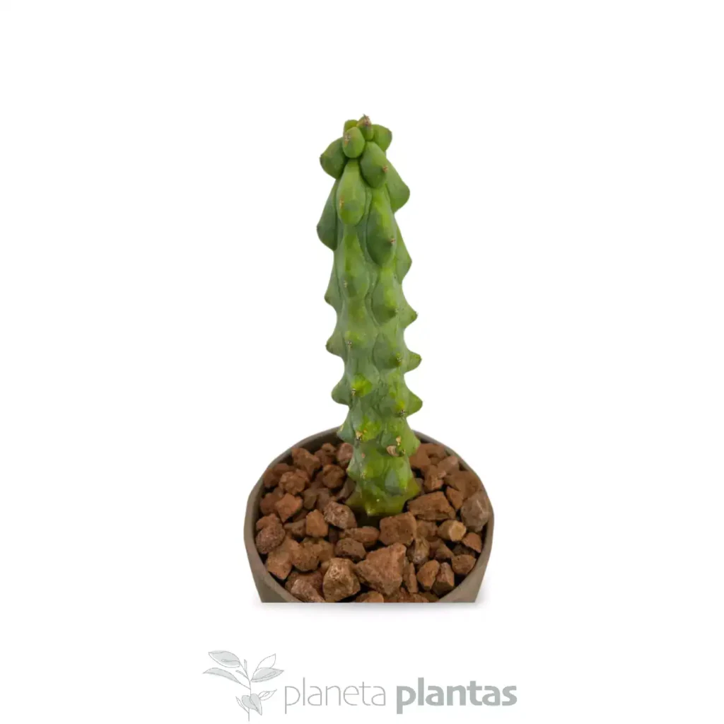 Myrtilocactus Geometrizans Fukurokuriuzimboku 04 - Suculentas y Cactus directos del Productor