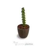 Myrtilocactus Geometrizans Fukurokuriuzimboku - Imagen 6