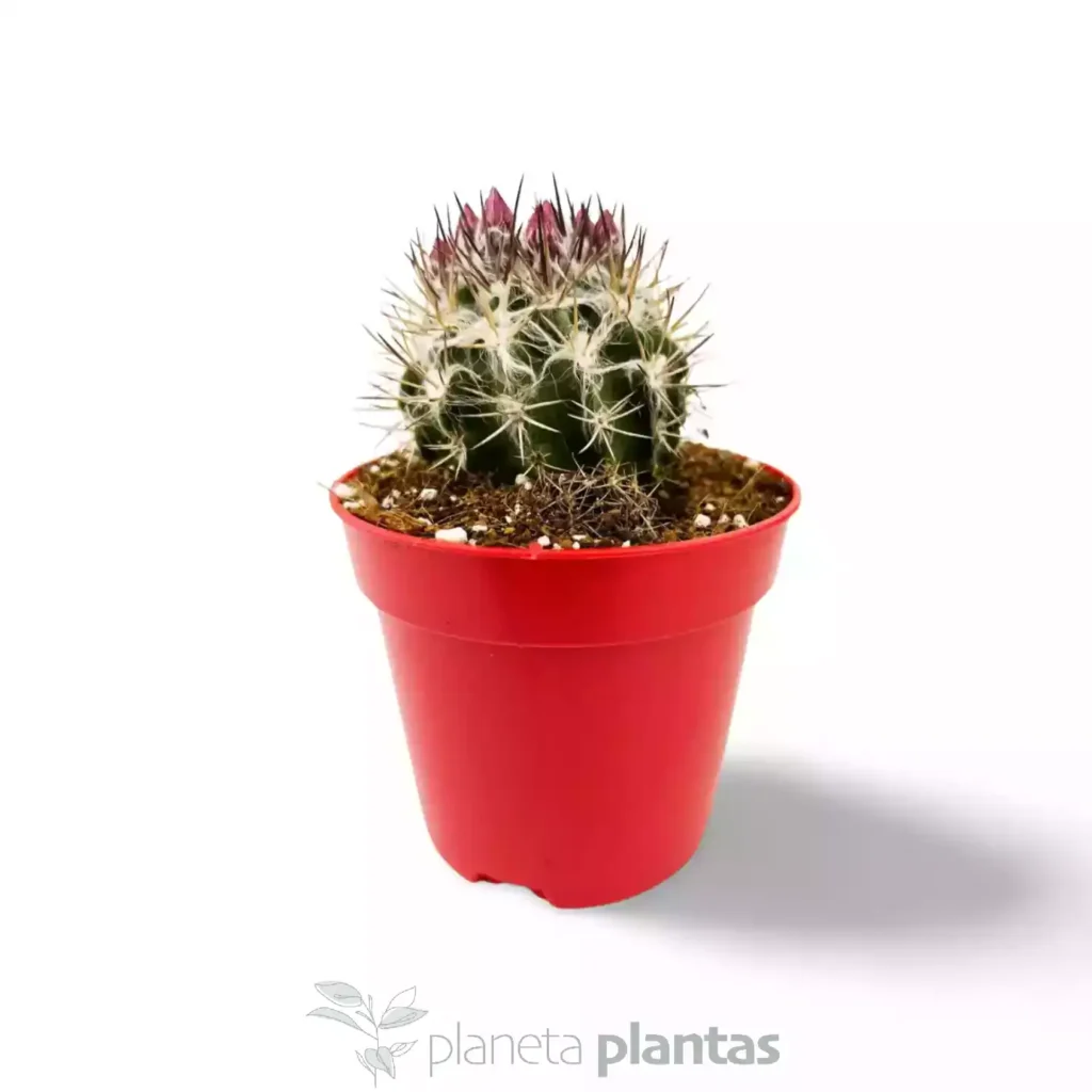 Neoporteria Gerocephala 02 - Suculentas y Cactus directos del Productor