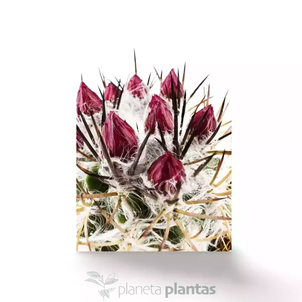 Neoporteria Gerocephala 03 - Suculentas y Cactus directos del Productor