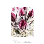 Neoporteria Gerocephala - Imagen 4