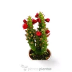 Opuntia Quitensis
