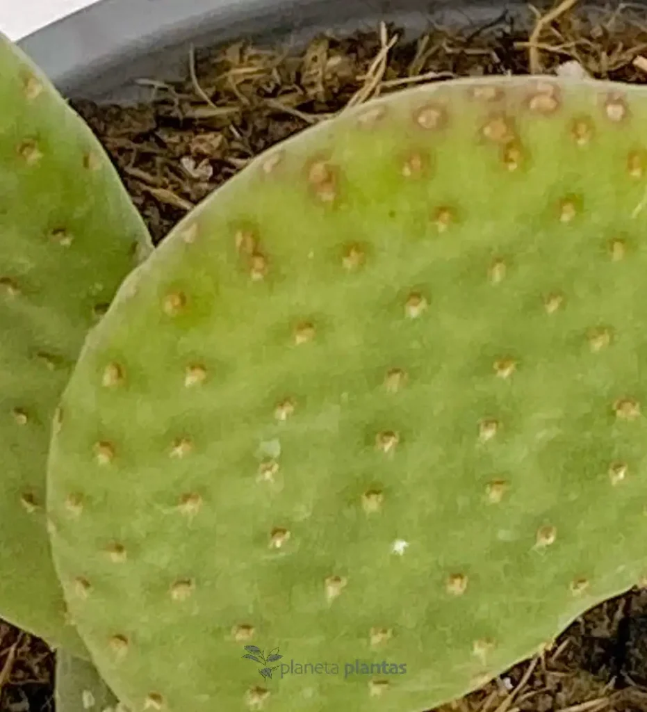 Opuntia microdasys 01 - Suculentas y Cactus directos del Productor