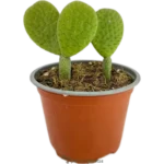 Oreja De Conejo - (Opuntia Microdasys)