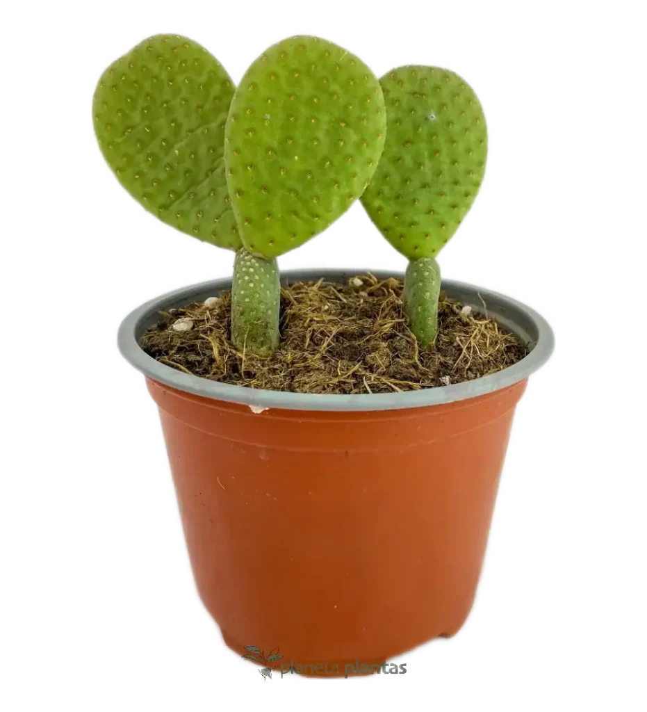 Opuntia microdasys - Suculentas y Cactus directos del Productor