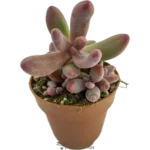 Pachysedum Ganzhou