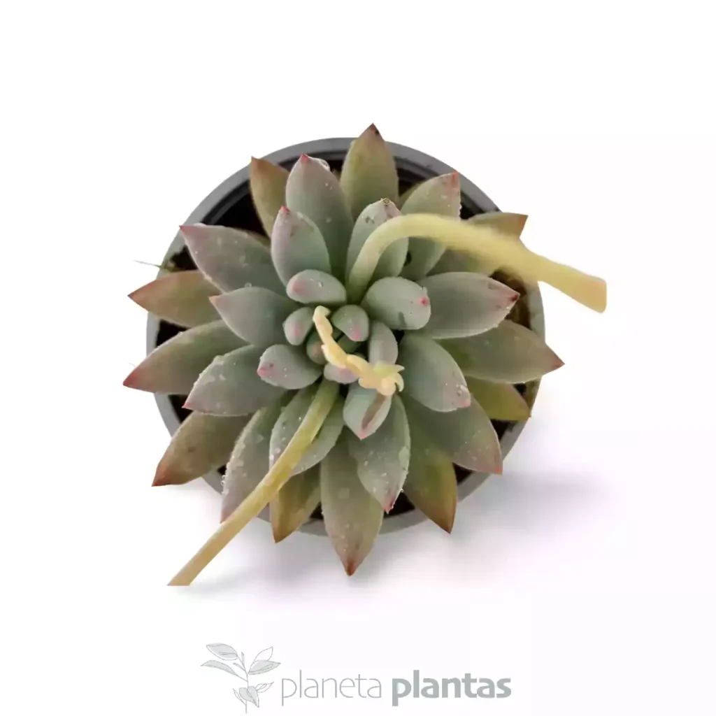 Pachyveria Krakatoa 03 - Suculentas y Cactus directos del Productor