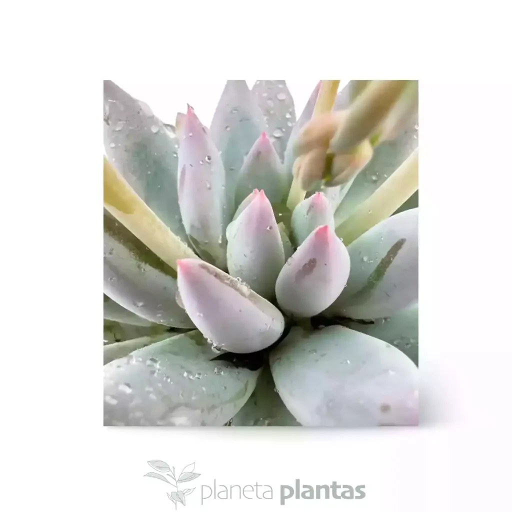 Pachyveria Krakatoa 06 - Suculentas y Cactus directos del Productor