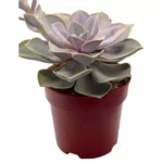Echeveria Perla de Nuremberg - Imagen 5