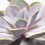 Echeveria Perla de Nuremberg - Imagen 3