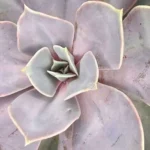 Echeveria Perla de Nuremberg - Imagen 2