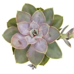 Echeveria Perla de Nuremberg - Imagen 4