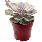 Echeveria Perla de Nuremberg