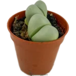 Pleiospilos Nelii Verde