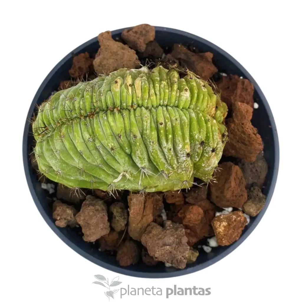 Polaskia chichipe cristat - Suculentas y Cactus directos del Productor