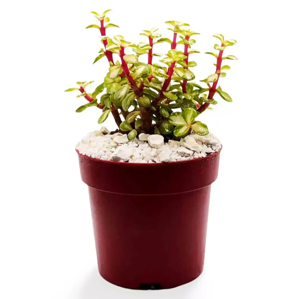 Portulacaria Afra Variegata 4 - Suculentas y Cactus directos del Productor