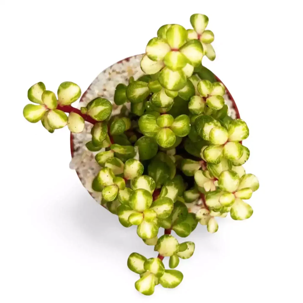 Portulacaria Afra Variegata 5 - Suculentas y Cactus directos del Productor