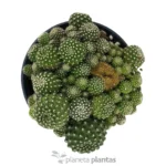 Rebutia Albiflora - Imagen 2