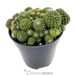 Rebutia Albiflora - Imagen 4