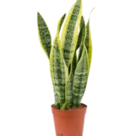 Lengua De Suegra - (Sansevieria Trifasciata) -XL