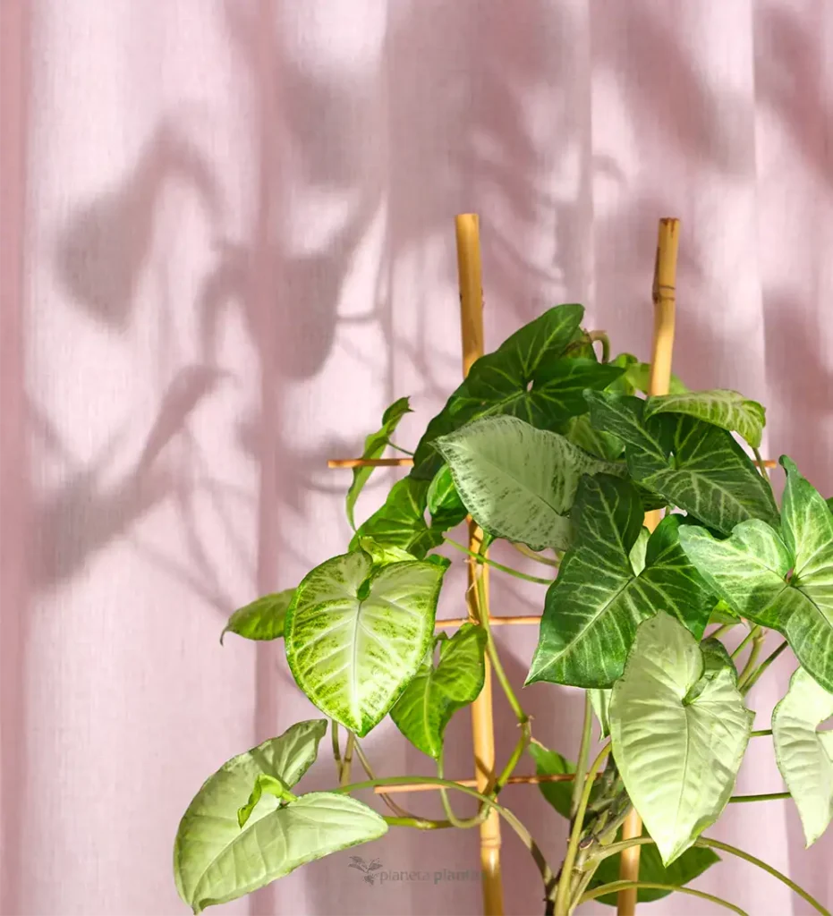 SYNGONIUM PODOPHYLLUM 01 - Suculentas y Cactus directos del Productor