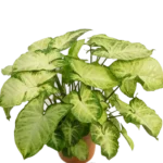 Syngonium Podophyllum