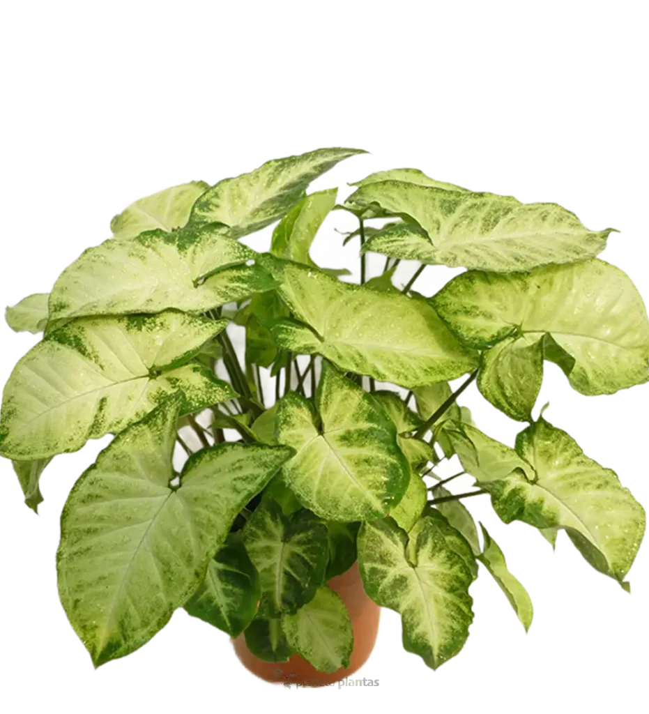 SYNGONIUM PODOPHYLLUM - Suculentas y Cactus directos del Productor