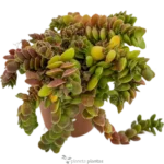 Orejas De Raton - (Salvinia Natans)