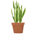 Sansevieria