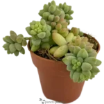 Cola De Burro - (Sedum Burrito)