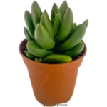 Sedum Spring Glow