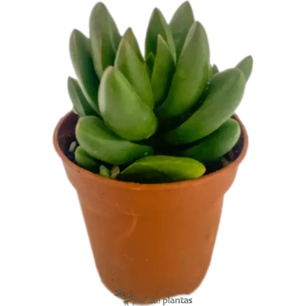 Sedum Spring Glow