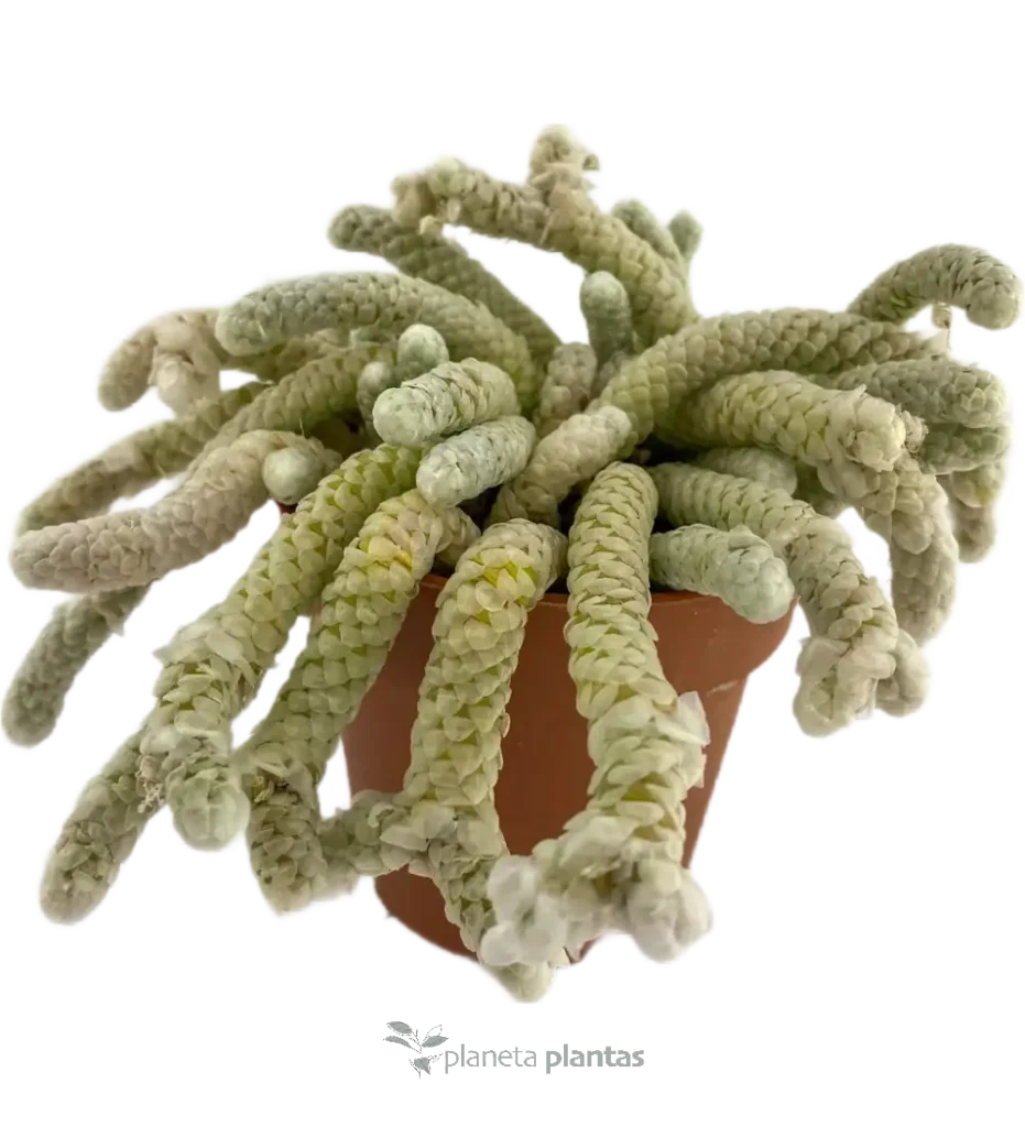 Sedum morganianum - Suculentas y Cactus directos del Productor