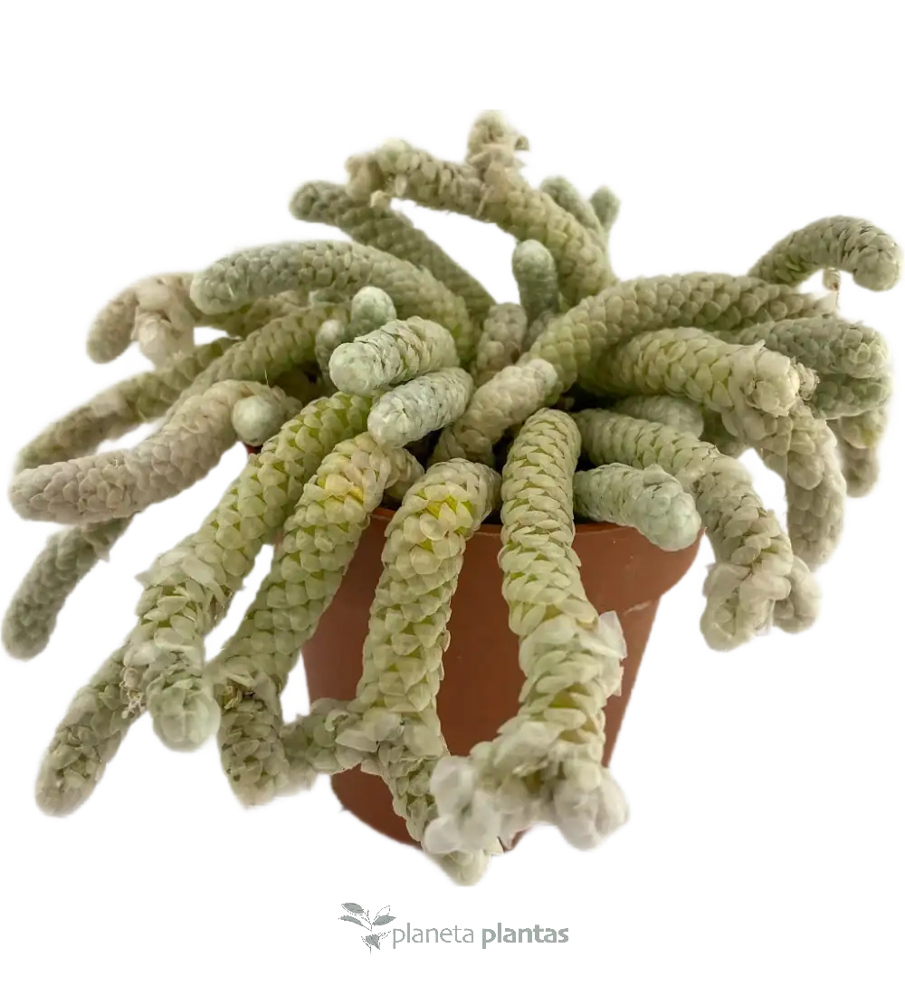 Sedum-morganianum.webp Avonia papyracea - Imagen 1