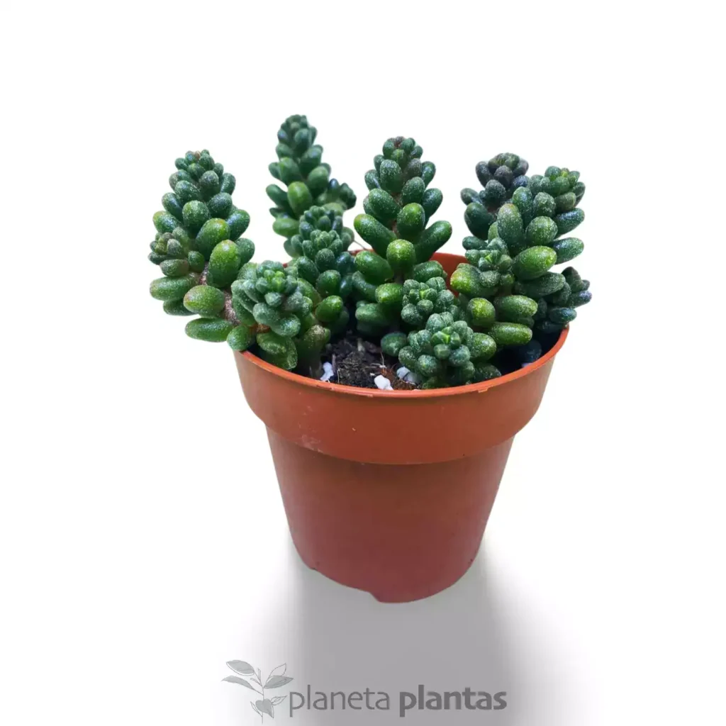 Sedum furfuraceum Moran - Suculentas y Cactus directos del Productor