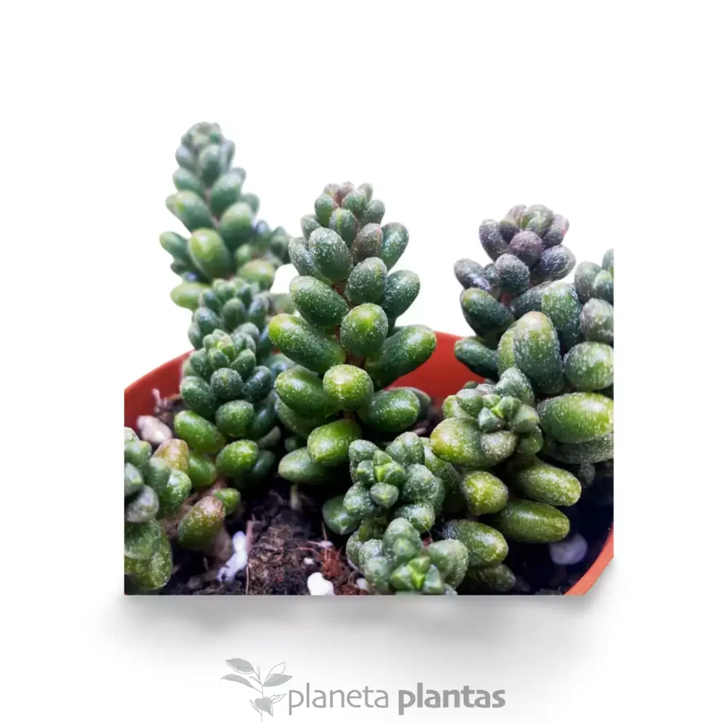 Sedum furfuraceum Moran 2 - Suculentas y Cactus directos del Productor