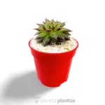 Sempervivum calcareum - Imagen 2