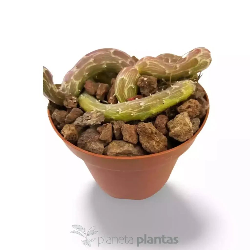 Senecio pendulus 06 - Suculentas y Cactus directos del Productor