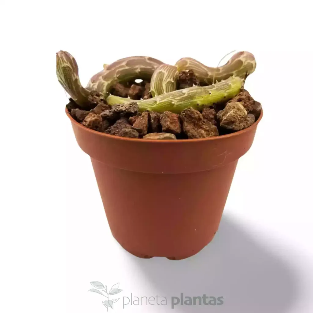 Senecio pendulus - Suculentas y Cactus directos del Productor