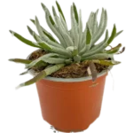 Senecio Scaposus