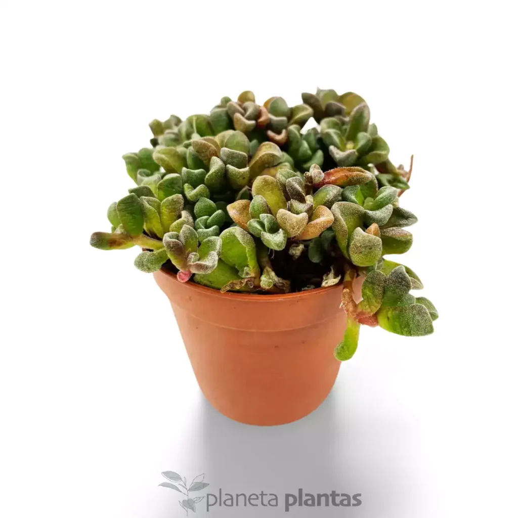 Sinocrassula densirosulata - Suculentas y Cactus directos del Productor