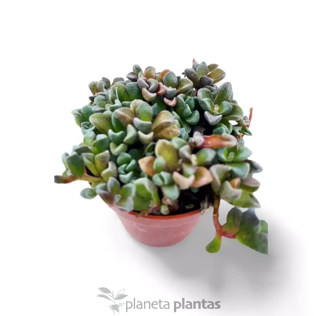 Sinocrassula densirosulata 2 - Suculentas y Cactus directos del Productor