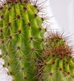 Pitayo Dulce - (Stenocereus Thurberi) - Imagen 2