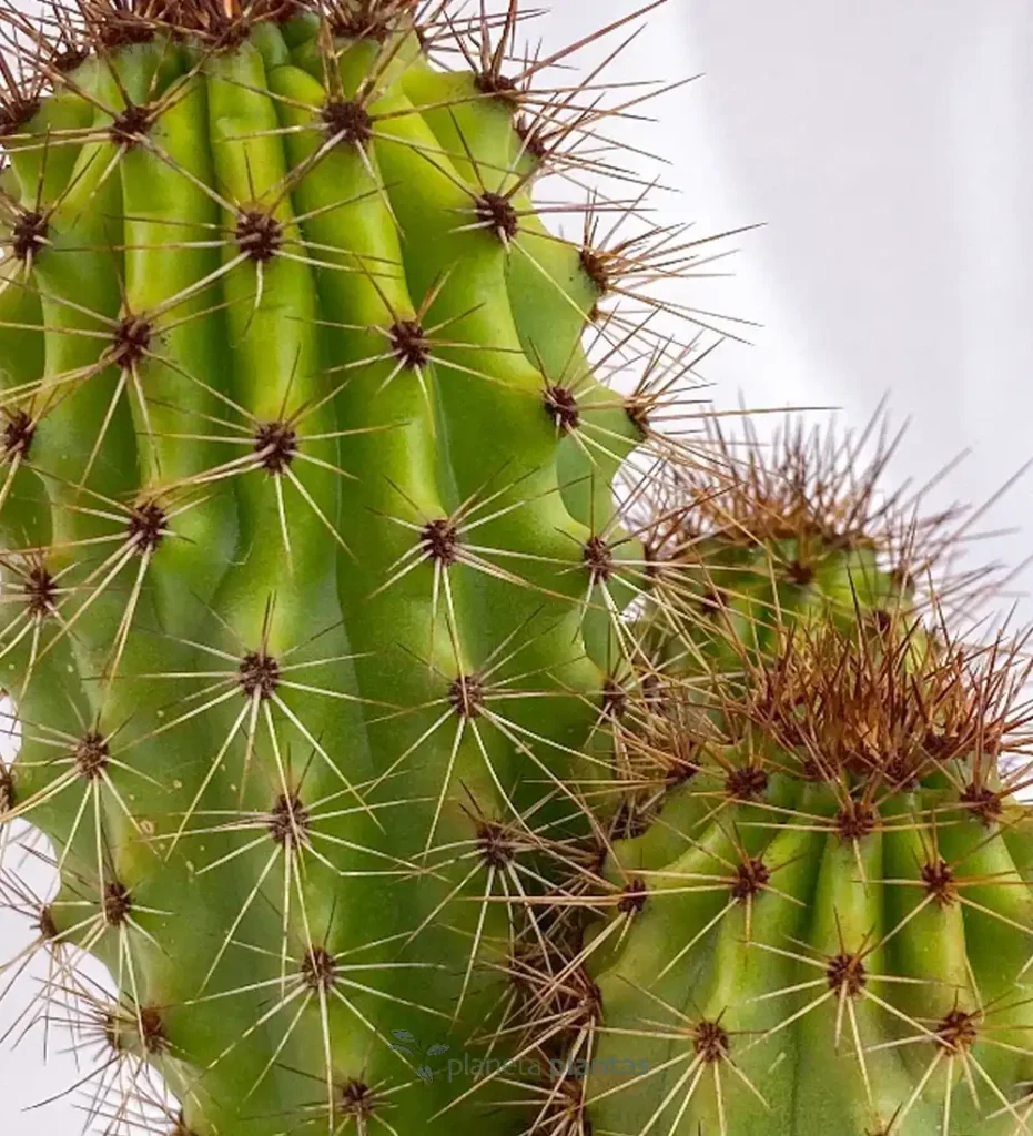 Stenocereus thurberi 01 - Suculentas y Cactus directos del Productor