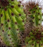 Pitayo Dulce - (Stenocereus Thurberi) - Imagen 3