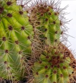 Pitayo Dulce - (Stenocereus Thurberi) - Imagen 4